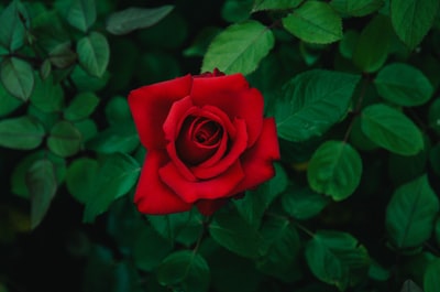 白天盛开的红玫瑰